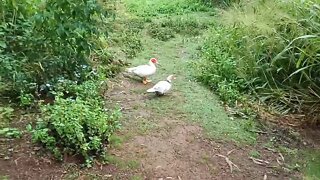 Muscovy Duck and Drake 18/06/2020