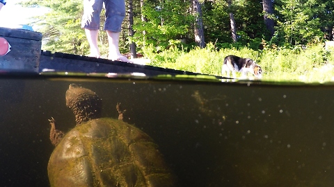 Beagle Gets Jealous When Snapping Turtle Gets His Treats