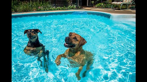 Teach dogs how to swim