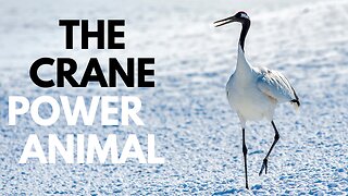 Crane Power Animal