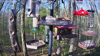 First rose-breasted grosbeak of the season 4-26-2021