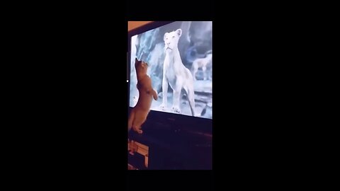 Funny Animal Cats & dogs video 2024