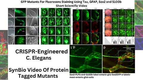CRISPR-Engineered Mutant Jellyfish - GFP Proteins From C. Elegans - Aequorea Victoria