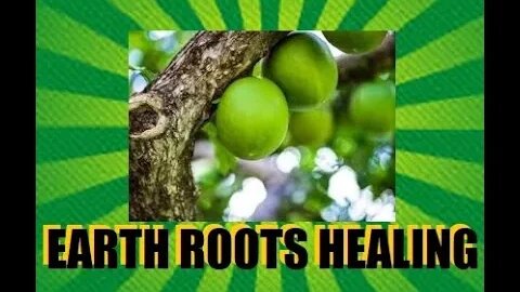 MIRACLE FRUIT - Calabash - 13 Amazing Health Benefits !