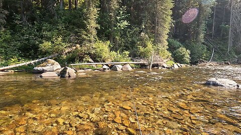 Stream full of trout!