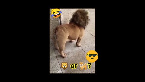 🐶or 🦁.? 😕