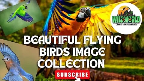 beautiful flying birds image collection.