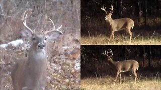 Kentucky Deer Vlog 11-18-19 & CRP, bucks and owning your own land!