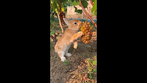 Rabbit eating food