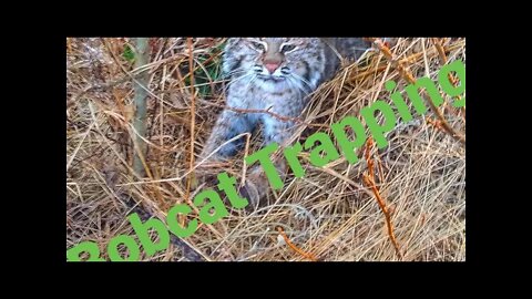 Trapping Bobcats For Dummies