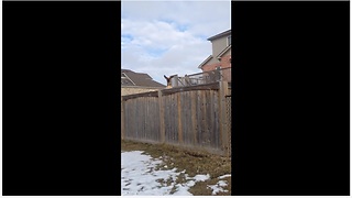 Curious Dog Bounces On A Trampoline To See Over The Wooden Fence