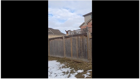 Curious Dog Bounces On A Trampoline To See Over The Wooden Fence