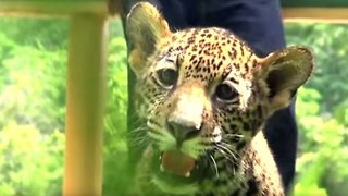 Cute Twin Jaguar Cubs Born in Mexico