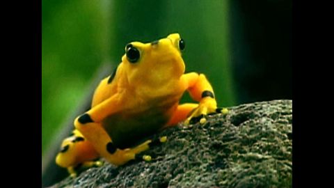 Rare Panamanian Frog Faces Extinction