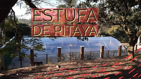 Estufa de Pitaya