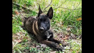 Playing Fetch and Training My Belgain Malinois Puppy