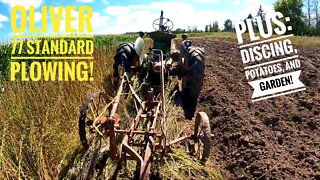 Oliver 77 Standard Plowing! Plus The Disc Harrow, Garden, Potato Bugs, And Sunflowers!