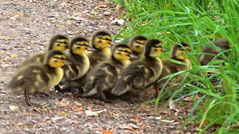 I Crossed Paths with Mallard Duck Hen and Ten Ducklings