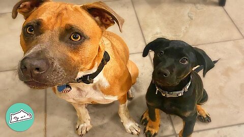 Stray Rescue Pup Has Found His Ultimate Best Bud | Furry Buddies