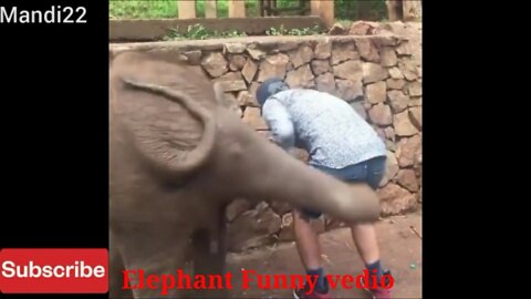 Look At The Baby Elephant Funny vedio Cute Must Watch Baby_elephant 🐘