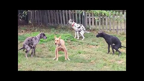 Try Not To Laugh Dogs And Cats 😁 - Funniest Animals Video 2023🐧 #Ever1