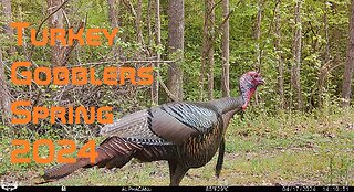 Wild Turkey Gobblers Spring 2024