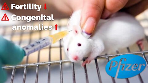 Pfizer COVID vaxx research in rats shows decreased fertility, increased congenital anomalies