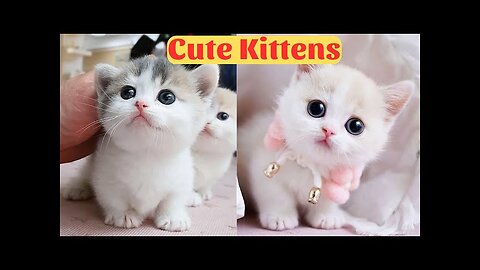 Cute Baby Cats - Cute and Funny Cat Videos Compilation 2023 - Part 20