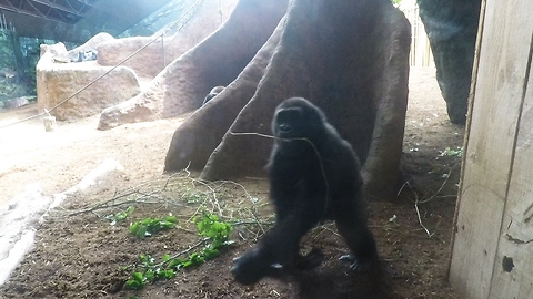 Gorilla baby and mother share tender moment