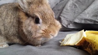 Simba the rabbit eating a banana