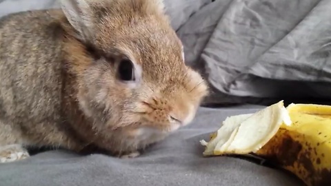 Simba the rabbit eating a banana