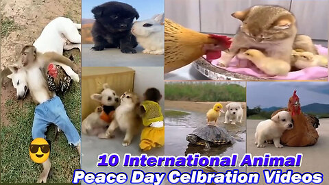 10 International Animal Peace Day Celebration Videos.