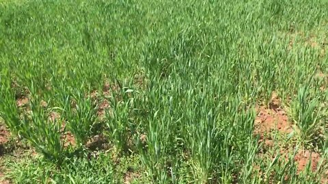 Starting chop and drop of cover crops