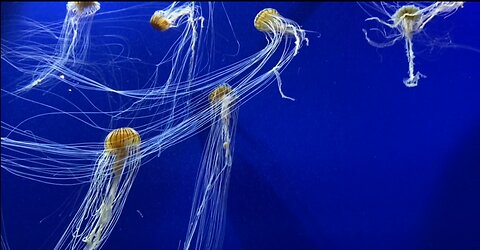 The Jellyfish with long tentacles in the Aquarium