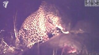 Male Leopard Having Dinner