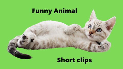 Funny Animals short clips