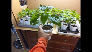 Transplanting our Giant Marconi sweet pepper plants 4/15/23