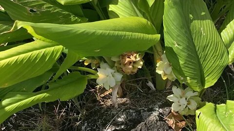 TURMERIC FLOWER/PUA ‘ŌLENA & GARDEN WIKI-WALK