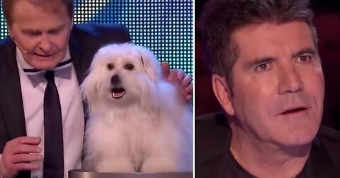 Dog Acts That Got Simon Cowell To Go CRAZY! -America's Got Talent