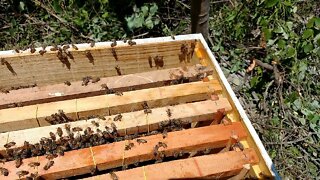 Transferência de exame de abelhas Cupim para Caixa ninho padrão Langstroth