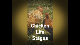 Chicken Life Stages – The Four Main Cycles in the Life of a Chicken.