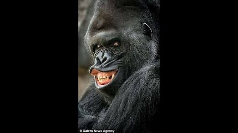 #Gorilla##funny gorilla t shirt##