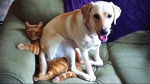 Funny Dogs, Cats and Animals Videos