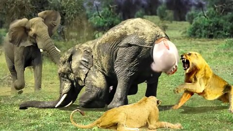 Lion attack to Elephant very brutally 2022!! wild animals ||