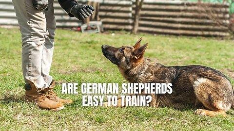 Training Tips for German Shepherds: Avoiding Common Mistakes