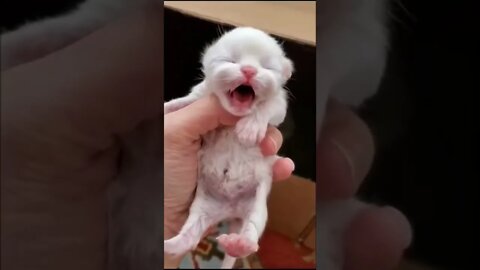 Baby Cat Crying 🥺🥺#baby #cat