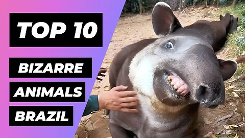 Top 10 Bizarre Animals Found in BRAZIL | 1 Minute Animals
