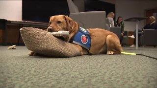 Support dog comforts Waukesha parade attack victims