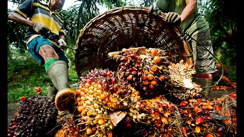 palm oil production process #agriculture #digitalagriculture #farm #farming #palmoil