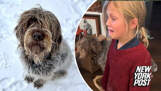 Kids burst into tears after dog eats Elf on the Shelf